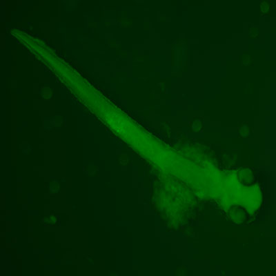 After an exciting week, we microinjected our zebrafish embryos with a Crispr/Cas GFP construct in the hopes of promoting homology directed repair and tagging the hsp70i gene with GFP.